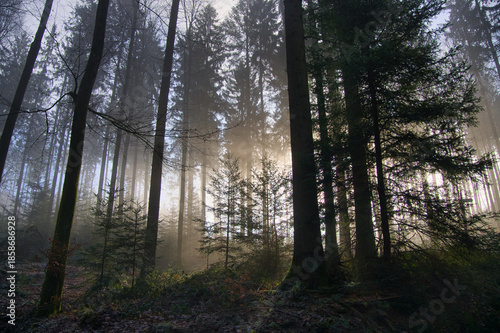Mystischer Schwarzwald