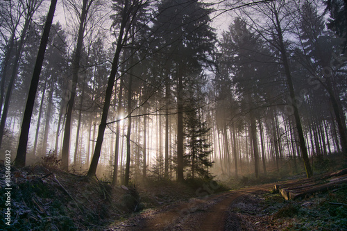 Mystischer Schwarzwald