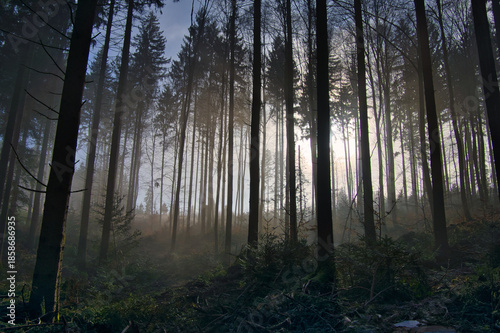 Mystischer Schwarzwald