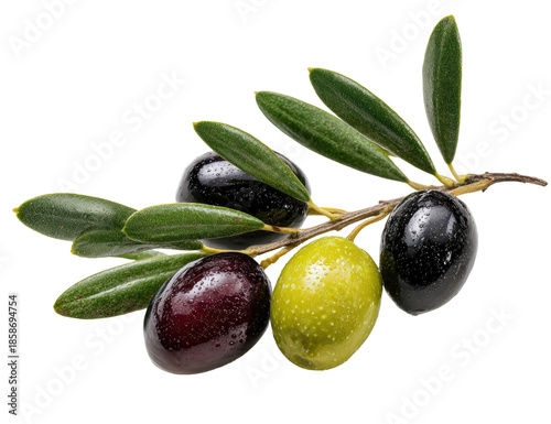 Fresh olives on a branch with leaves.  Close-up, detailed view of dark and light olives.  Vibrant green leaves.  Isolated on a black background