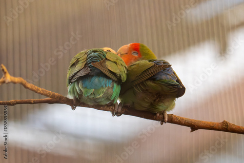 Fotografia Two lovebirds cuddling on a branch in an aviary