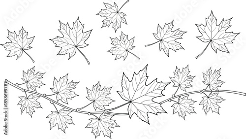 Hand drawn maple leaf outline collection with branch botanical line art illustration set for autumn nature coloring design