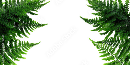 Two fern fronds frame a dark, central silhouette, shaped like a stylized Christmas tree
