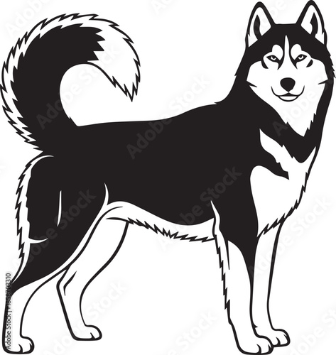 Standing siberian husky