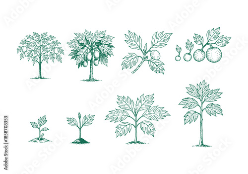 Planting Breadfruit Hand Drawn Illustration Vector by AZ for Books, Arts, Design and Decoration Graphic Asset