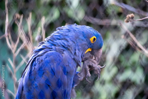 Close-up portrait of a blue hyacinth macaw perched on a branch. Vibrant blue feathers, yellow eye ring, and curved beak stand out against a soft, natural background.