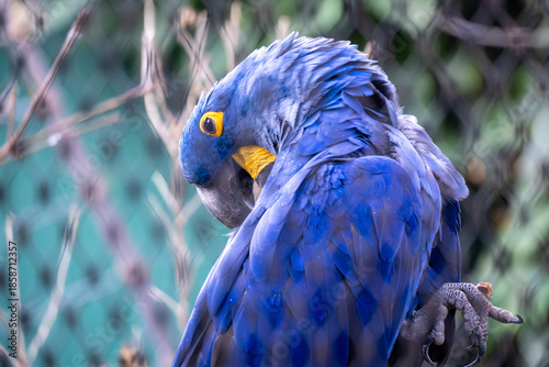 Close-up portrait of a blue hyacinth macaw perched on a branch. Vibrant blue feathers, yellow eye ring, and curved beak stand out against a soft, natural background.