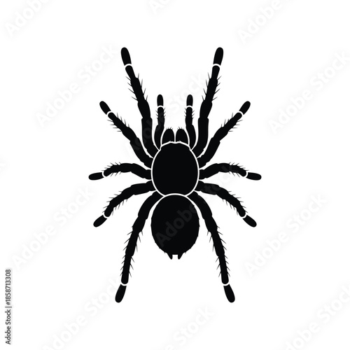 A tarantula spider silhouette vector art illustration