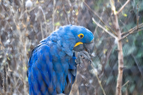 Close-up portrait of a blue hyacinth macaw perched on a branch. Vibrant blue feathers, yellow eye ring, and curved beak stand out against a soft, natural background.