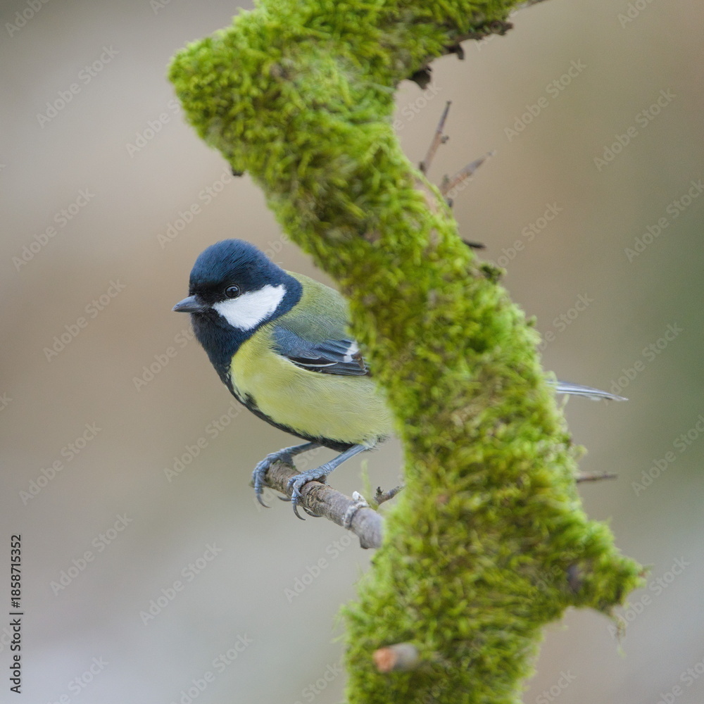 Obraz premium Great Tit (Parus major) perched on mossy branch. Common bird species in the wild in the Czech Republic.