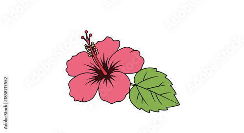 Beautiful pink hibiscus flower with a long red stamen and a single green leaf represents tropical nature and exotic botanical floral beauty.