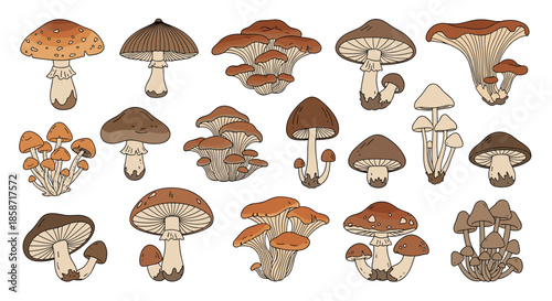 Large collection of diverse mushroom species in various earthy colors and shapes is displayed together for a detailed mycology study theme.