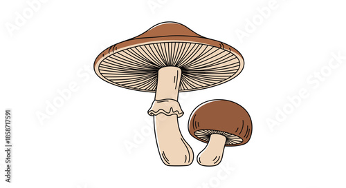 Pair of different sized brown forest mushrooms are illustrated with fine lines to showcase the organic textures of wild fungi plant species.