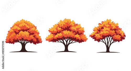 Three majestic trees with full canopies of orange and red autumn foliage stand in a row to represent the changing colors of a forest nature.