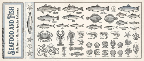 Engraved collection showcasing diverse seafood and fish species for culinary enthusiasts and marine lovers