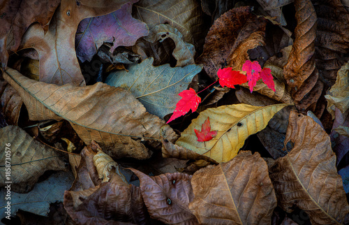 Maple seedling (Acer sp.) surrounded by fallen leaves in late autumn in central Virginia