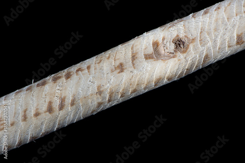 Two-centimeter-diameter tree branch after the nutritious bark has been chewed off and eaten by a beaver (Castor canadensis), showing pattern of incisor tooth marks.