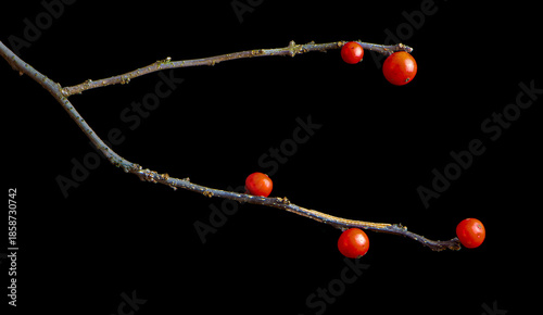 Ilex verticillata twigs with early winter berries remaining after birds have eaten the majority.