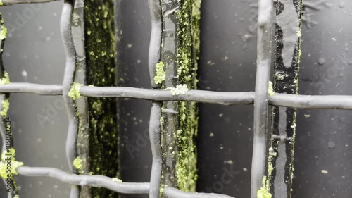 Corroded metal gate with green moss growth tracking shot