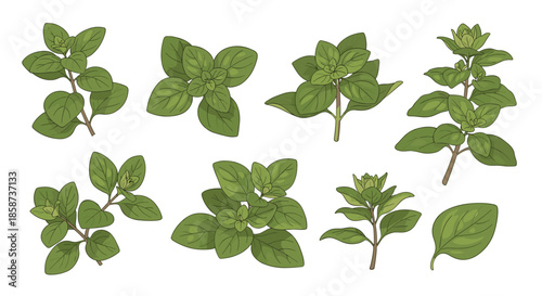 Collection of fresh mint plants with bright green leaves arranged in different shapes and clusters to illustrate aromatic herb growth and vitality.