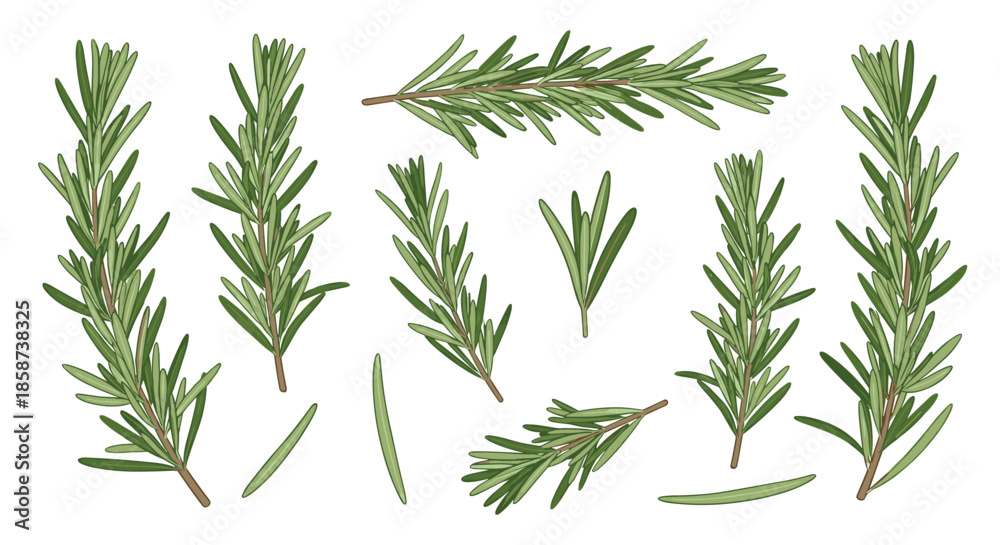 Fototapeta premium Fresh rosemary sprigs arranged in different directions showcasing slender leaves and woody stems for culinary garnish and fragrant herb use.