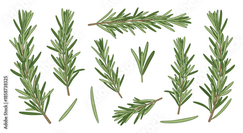 Fresh rosemary sprigs arranged in different directions showcasing slender leaves and woody stems for culinary garnish and fragrant herb use.
