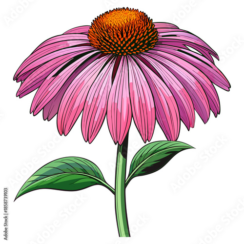 Pink Purple Echinacea Coneflower with Green Leaves and Stem Botanical Illustration