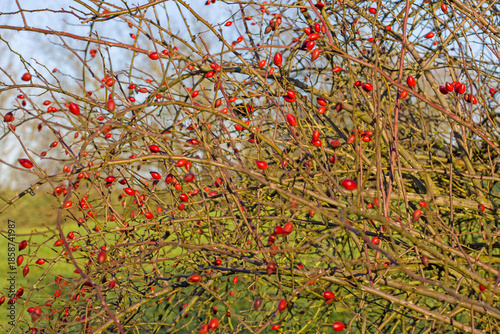 a bush with bright red rose hips in the sunlight