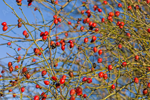 a bush with bright red rose hips in the sunlight