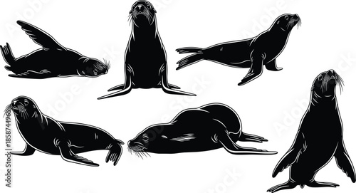 Black sea lion silhouette collection showing multiple poses isolated on white background vector wildlife illustration marine animal design set art