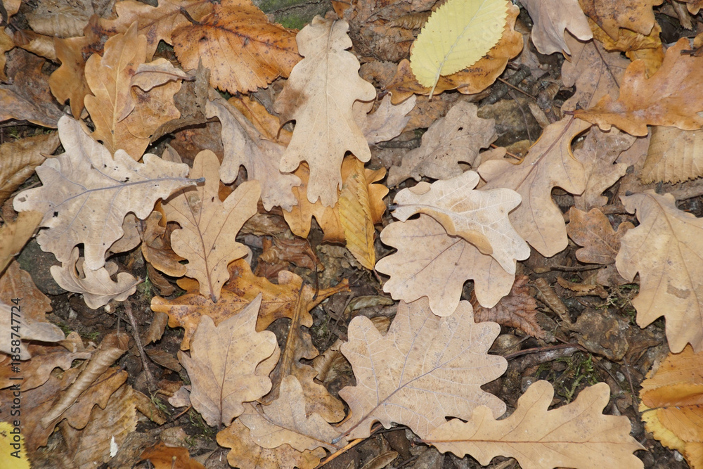 Fototapeta premium Eichenlaub braun auf Boden Herbstnachmittag quercus
