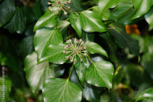 Efeu Knospen in Sonne 1858747701