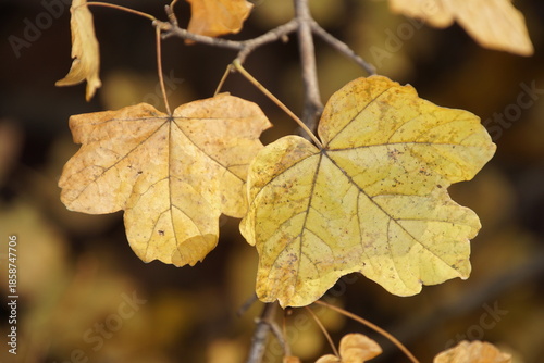 Feldahorn Blätter Nahaufnahme  1858747706