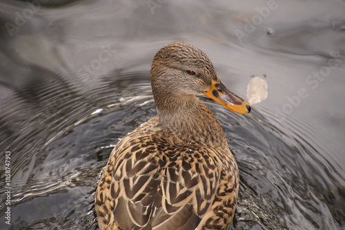 Stockente schwimmend von hinten 1858747913