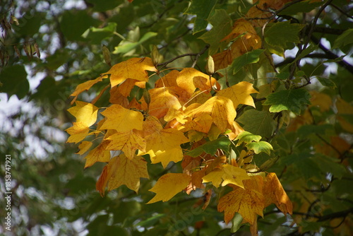 Gelbe Tulpenbaumblätter im Herbst bei Sonne 1858747921
