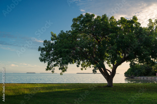 Bild auf Leinwand Vue paisible avec une lumière de fin de journée d'un bel arbre au bord de la bai