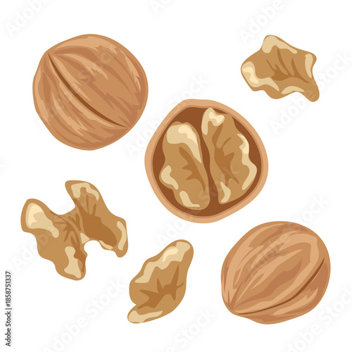 Walnut – Hand Drawn Food Illustration Isolated on White Background