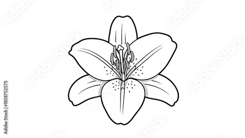 Black and white line art of a lily flower with six petals, prominent stamens, pistil, subtle shading, and speckles