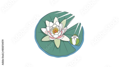 A beautiful white water lily flower with a bud rests on a green lily pad, floating on calm water