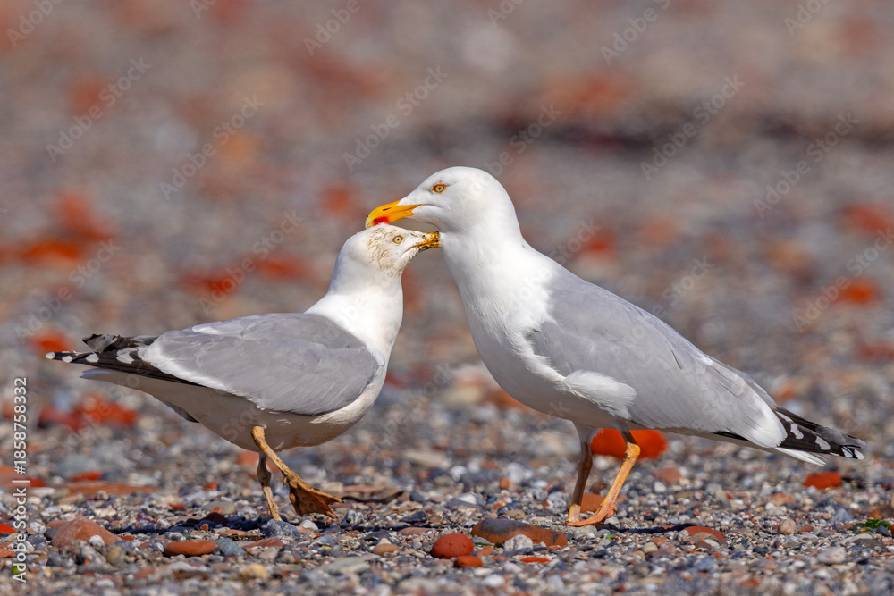 Fototapeta premium Mewa srebrzysta (Larus argentatus)