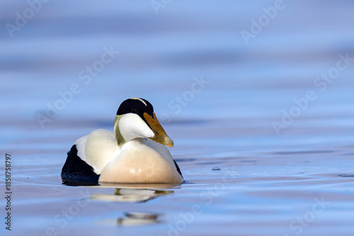 Edredon, miękkopiór (Somateria mollissima)