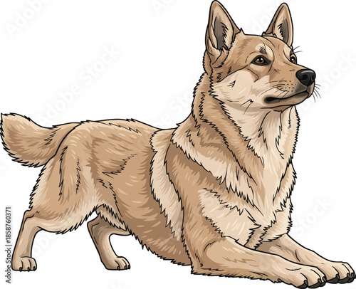 Norwegian Buhund dog crouched alert herding stance