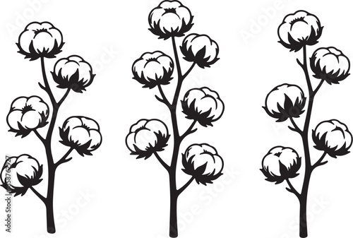 Three black and white cotton plants with multiple cotton bolls on each stem also transparent background