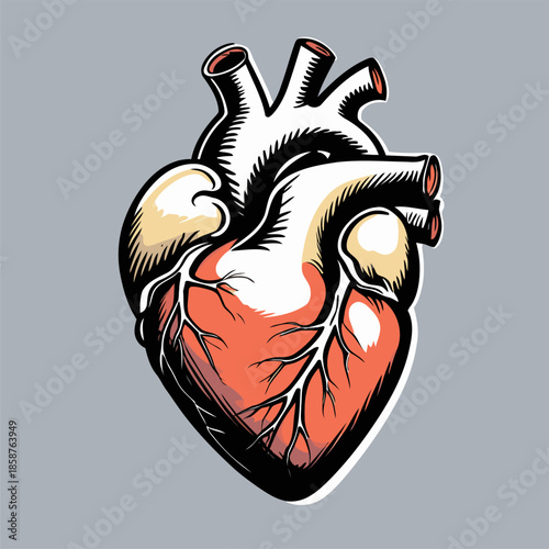 detailed and natural vector image of a heart