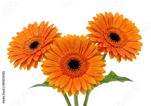Three vibrant gerbera daisies with bright orange petals, dark brown centers, two with green leaves, macro shot on white studio background with copy space, serene botanical perfection