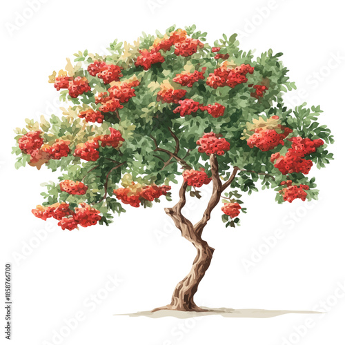 Isometric watercolor graphic of Rowan Tree, neatly isolated on white background.