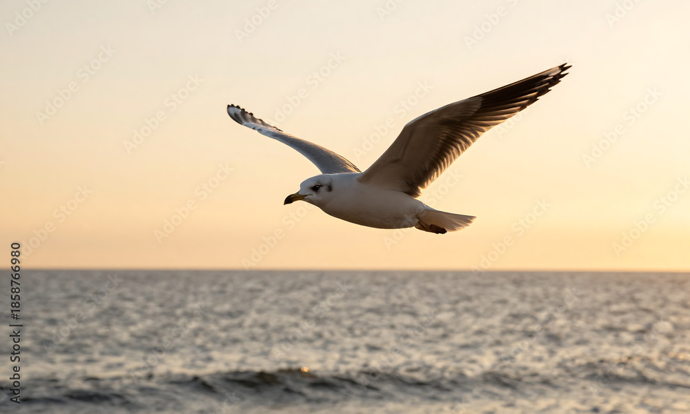 Obraz premium lone seagull soars overhead soft golden sunset glow calm ocean waves intricately textured feathers illuminated warm