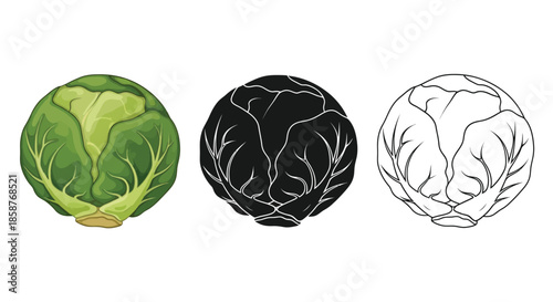 Three depictions of a brussel sprout color silhouette and line art styles