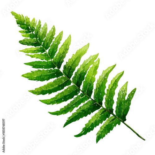 Watercolor isometric vector-style illustration of Fern Frond, isolated on white background.