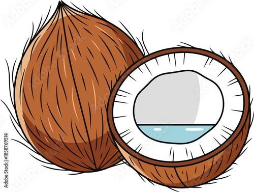 Whole and halved coconut with water and flesh illustration
